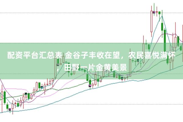 配资平台汇总表 金谷子丰收在望，农民喜悦满怀，田野一片金黄美景